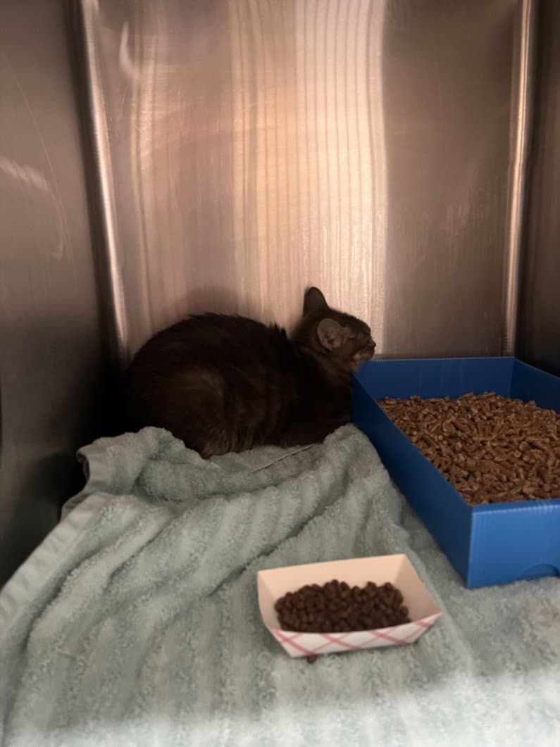 Jelly Donut - Domestic Short Hair