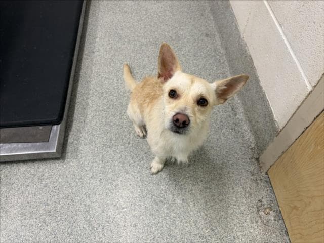 Scrappy - Cairn Terrier