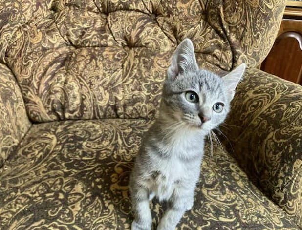 Tiny Tim - Domestic Short Hair