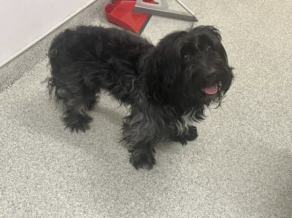 Oreo - Maltese