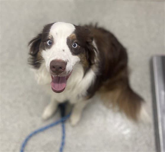 Squirrel - Australian Shepherd