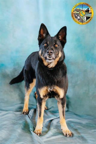 Raven - German Shepherd Dog