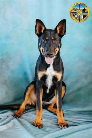 Pixie - Australian Kelpie