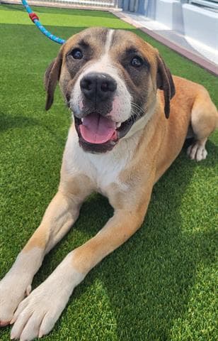 Scooter - Mastiff