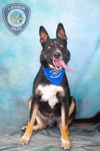 Gunner - German Shepherd Dog