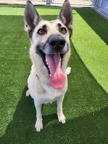 Ellie - German Shepherd Dog