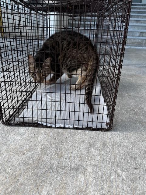 Toby - Domestic Short Hair