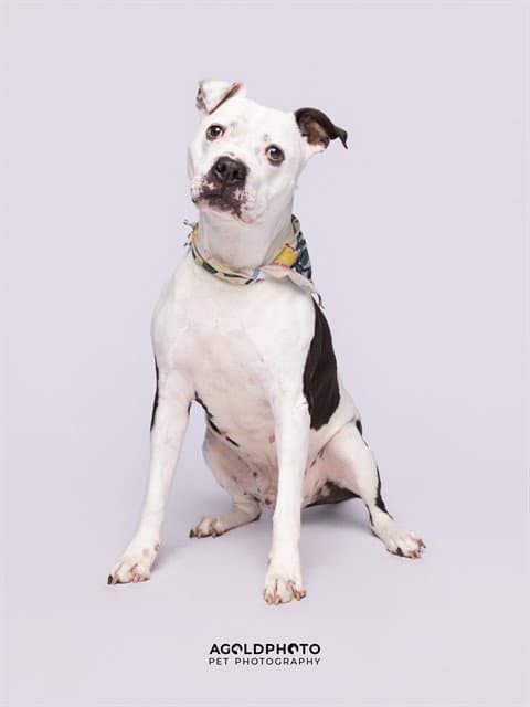 Apollo - American Bulldog