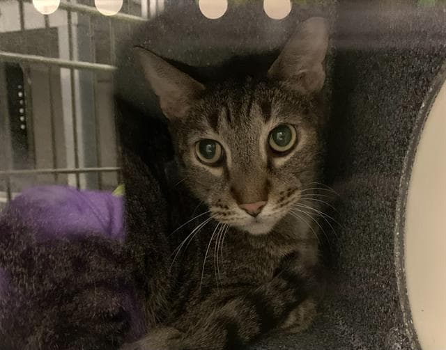 Samwise - Domestic Short Hair
