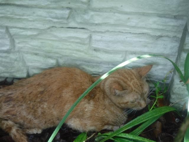 Lila - Domestic Short Hair