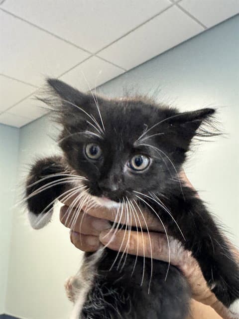 Beauty - Domestic Short Hair