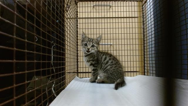 Catty B - Domestic Short Hair