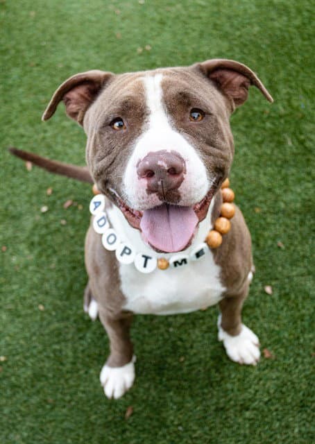 Taz - Pit Bull Terrier