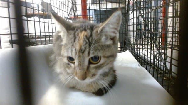 Coco - Domestic Short Hair