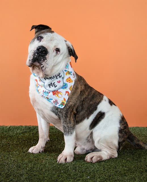Rocky - American Bulldog