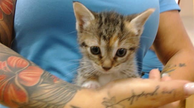 Flower - Domestic Short Hair
