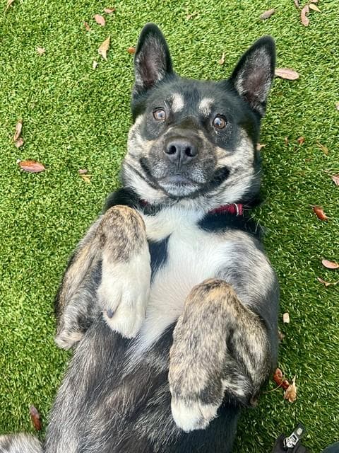 Rocky - Australian Kelpie