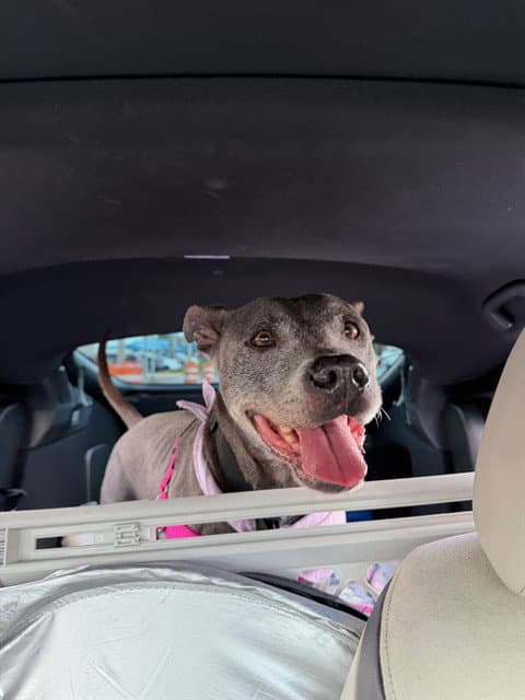 Brina - American Bulldog