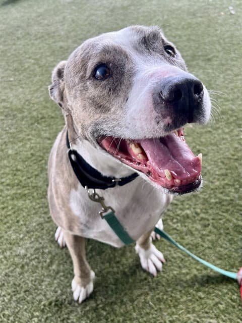 Nola - American Bulldog