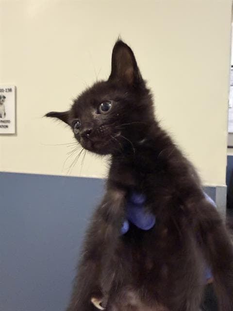 Rosie - Domestic Short Hair