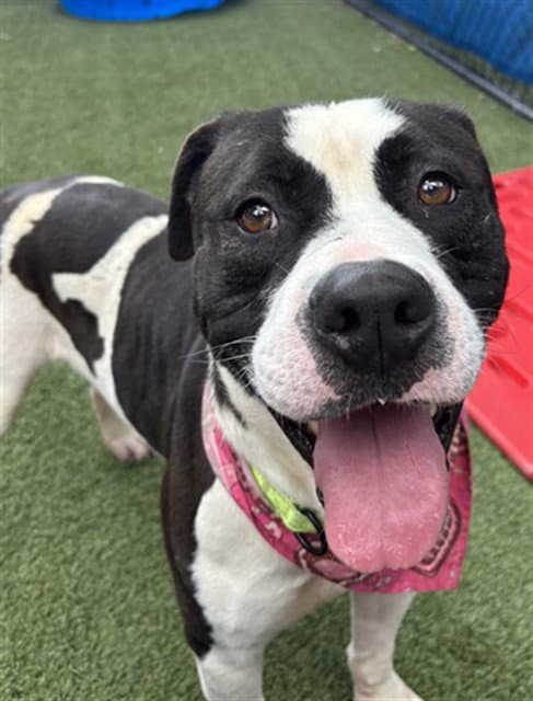 Teddy - American Bulldog