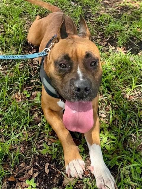 Frankie - American Bulldog