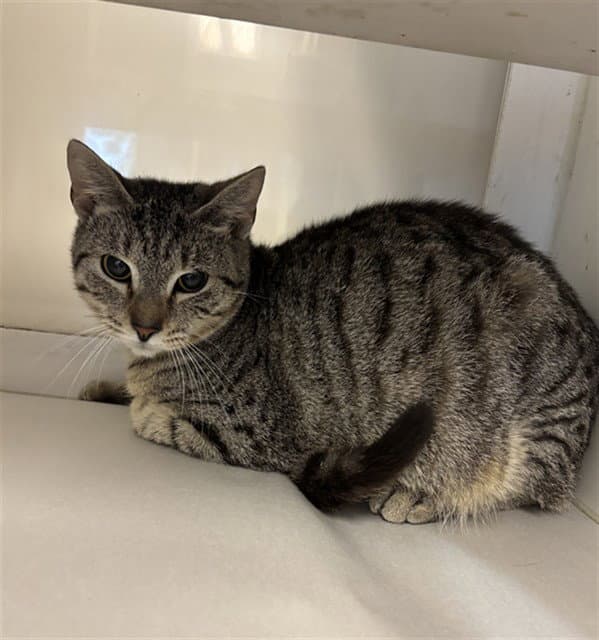 Beau - Domestic Short Hair