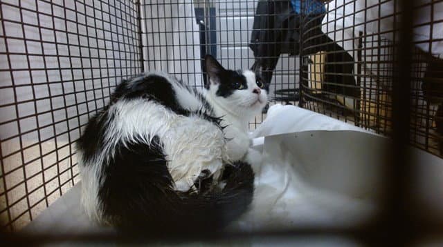 Chloe - Domestic Short Hair