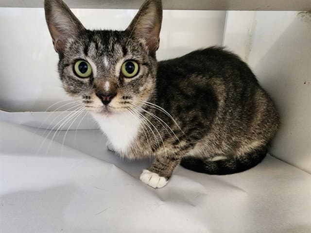 Mommy - Domestic Short Hair