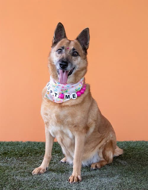 Regina - Belgian Shepherd Malinois