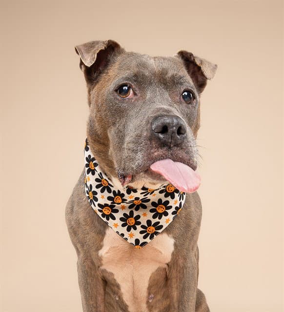 Kimchi - American Bulldog