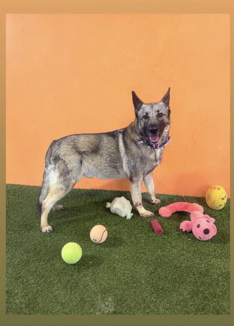 Nino - Norwegian Elkhound