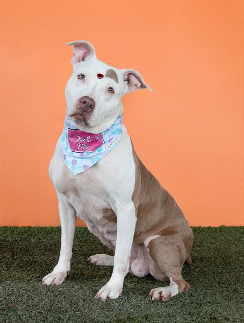 Luna - American Pit Bull Terrier