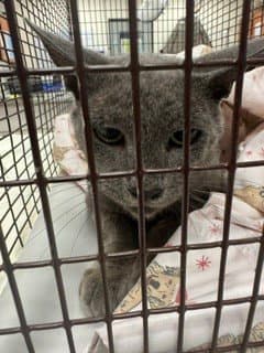 Chase - Domestic Short Hair