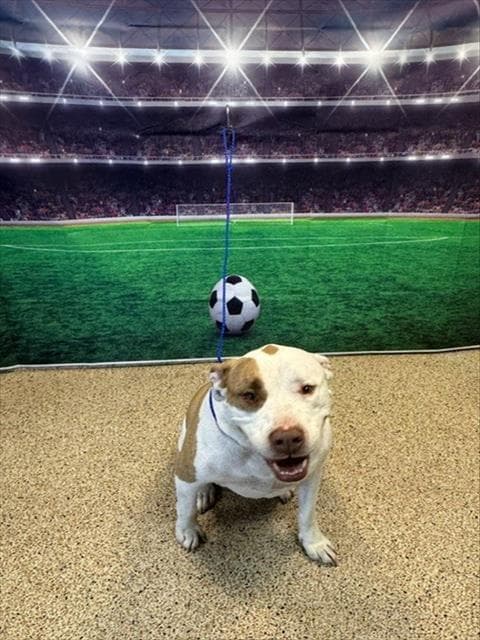 Magic - American Bulldog