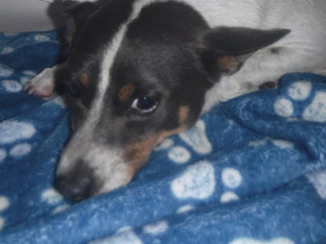 Lucky - Rat Terrier