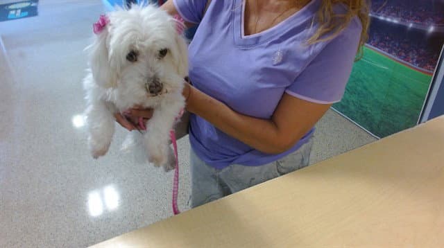 Lu-Lu - Maltese