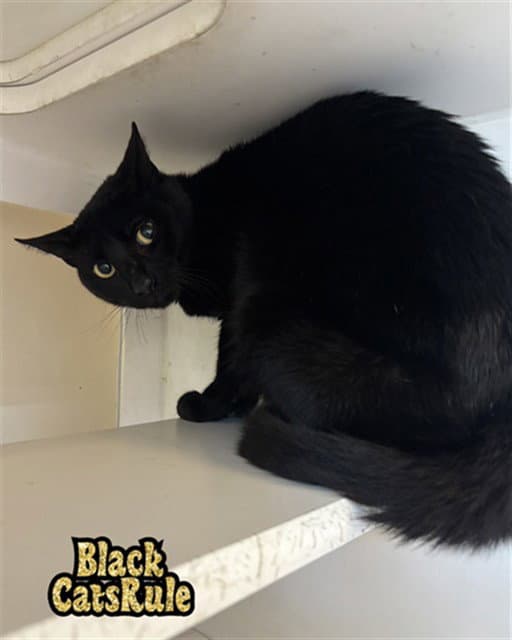 Midnight - Domestic Long Hair