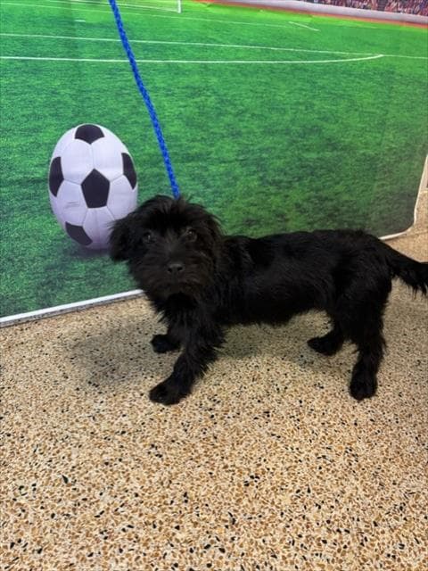 La-La - Miniature Schnauzer