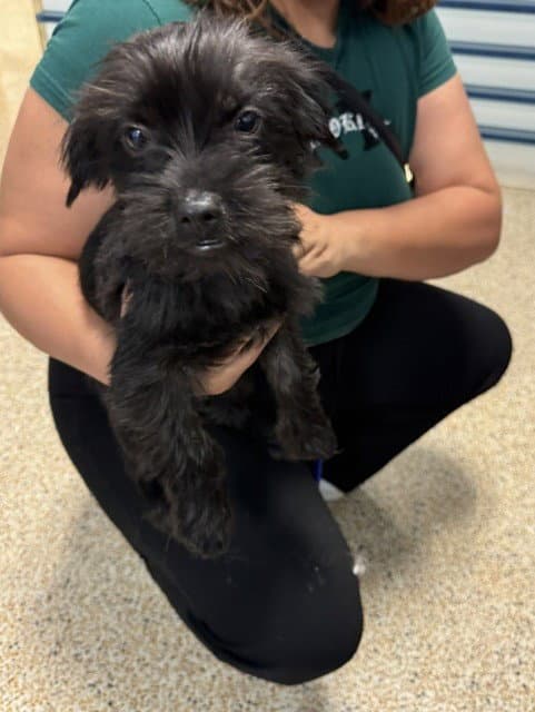 Milo - Miniature Schnauzer