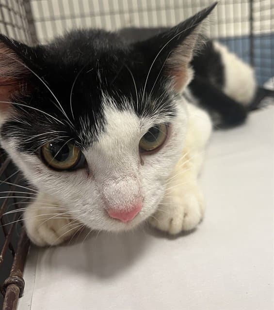 Star - Domestic Short Hair