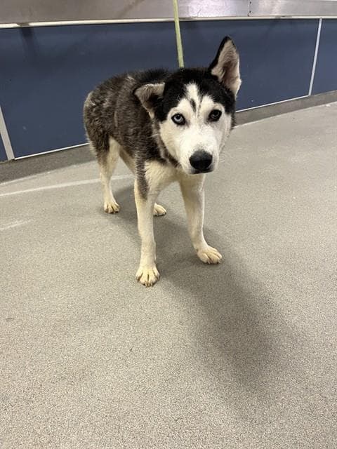 Poppy - Siberian Husky