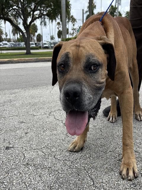 Hercules - Mastiff