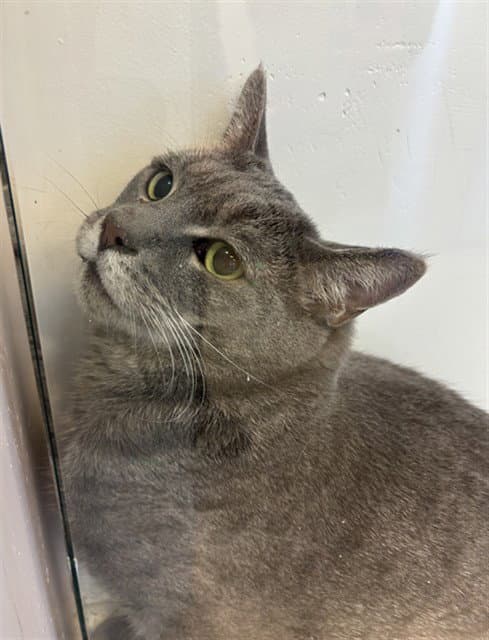 Jetro - Russian Blue