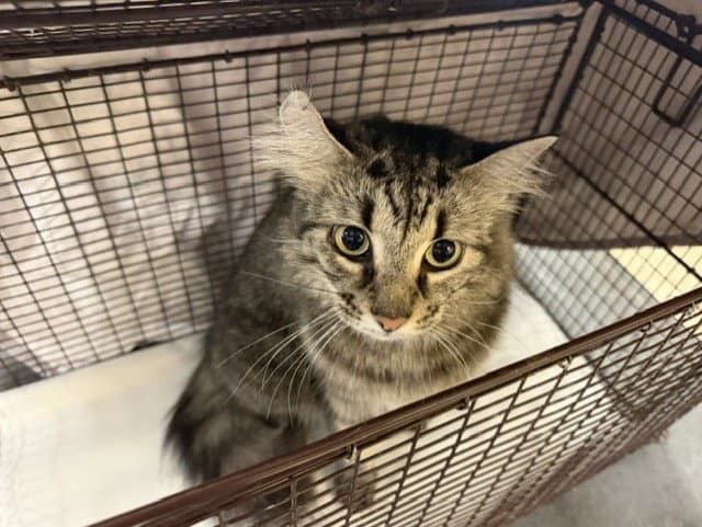 Jay Jay - Domestic Medium Hair