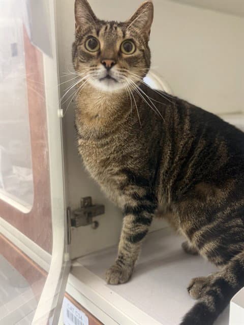 Alexis - Domestic Short Hair
