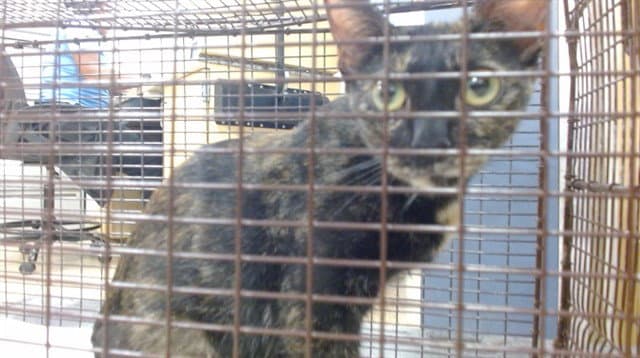 Andalucia - Domestic Short Hair