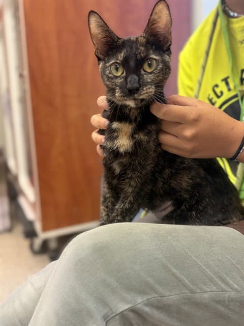 Andalucia - Domestic Short Hair