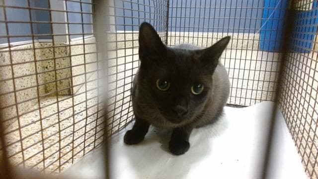 Dipper - Domestic Short Hair