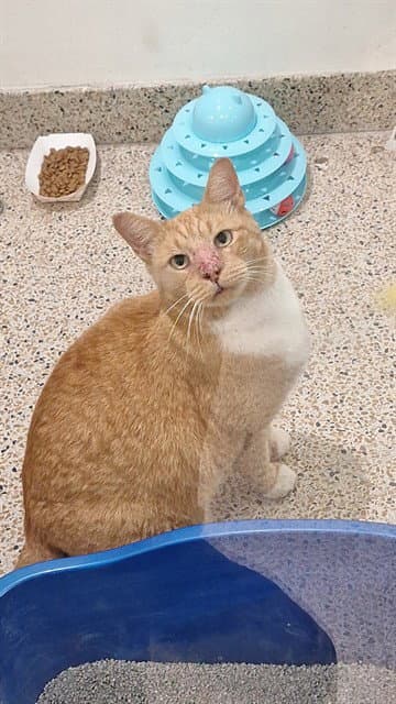 Cheeseball - Domestic Short Hair